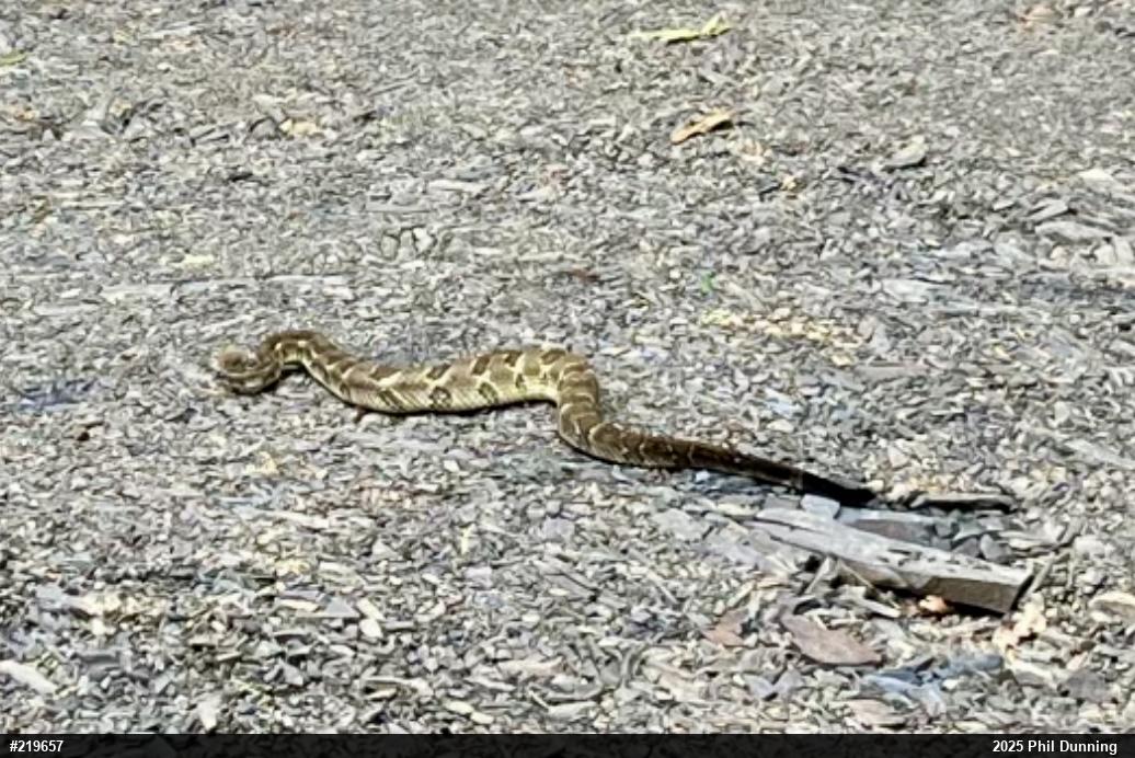 Timber Rattlesnake