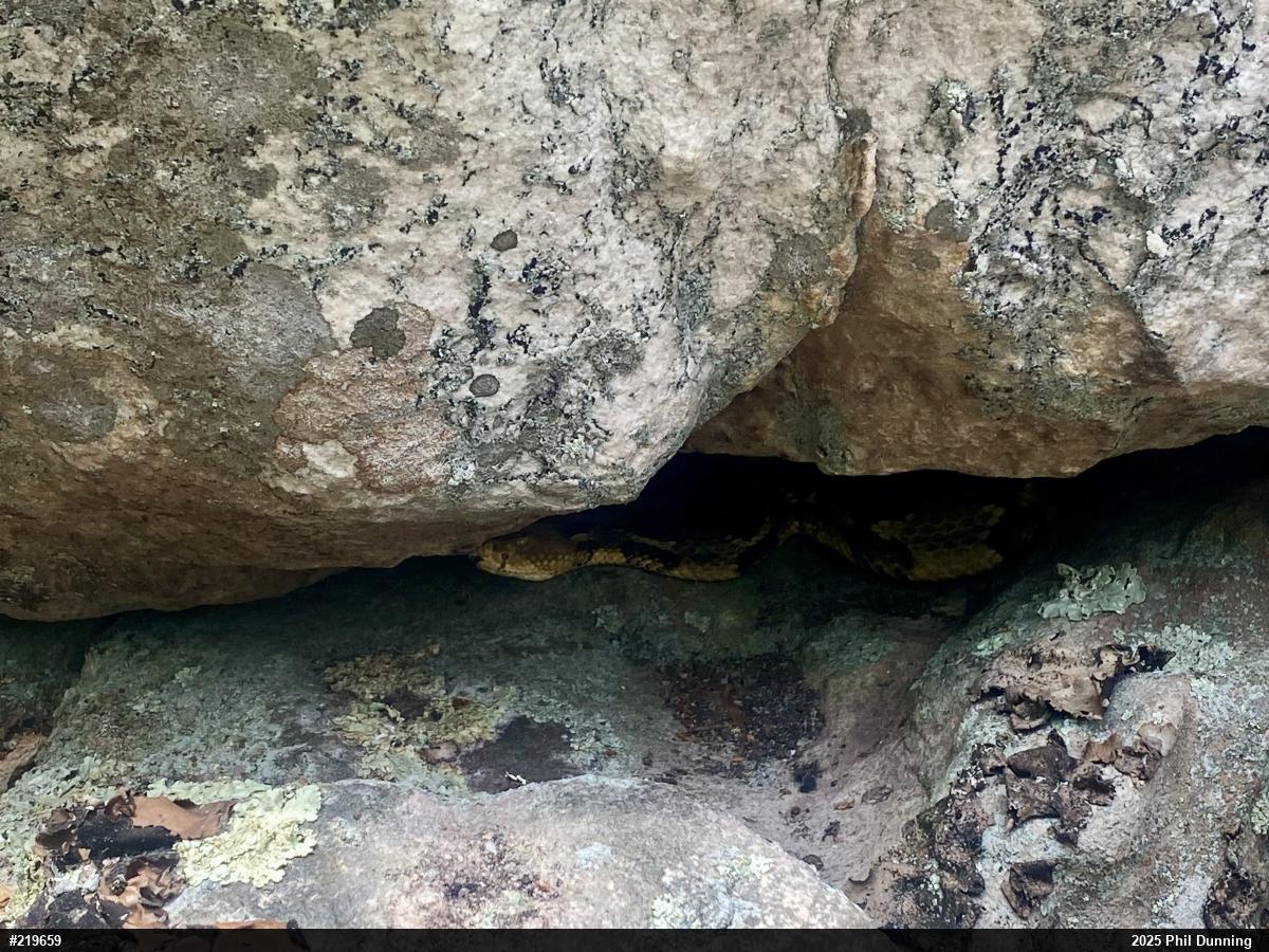 Timber Rattlesnake