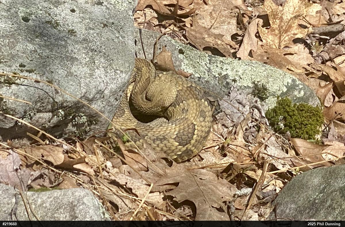 Timber Rattlesnake