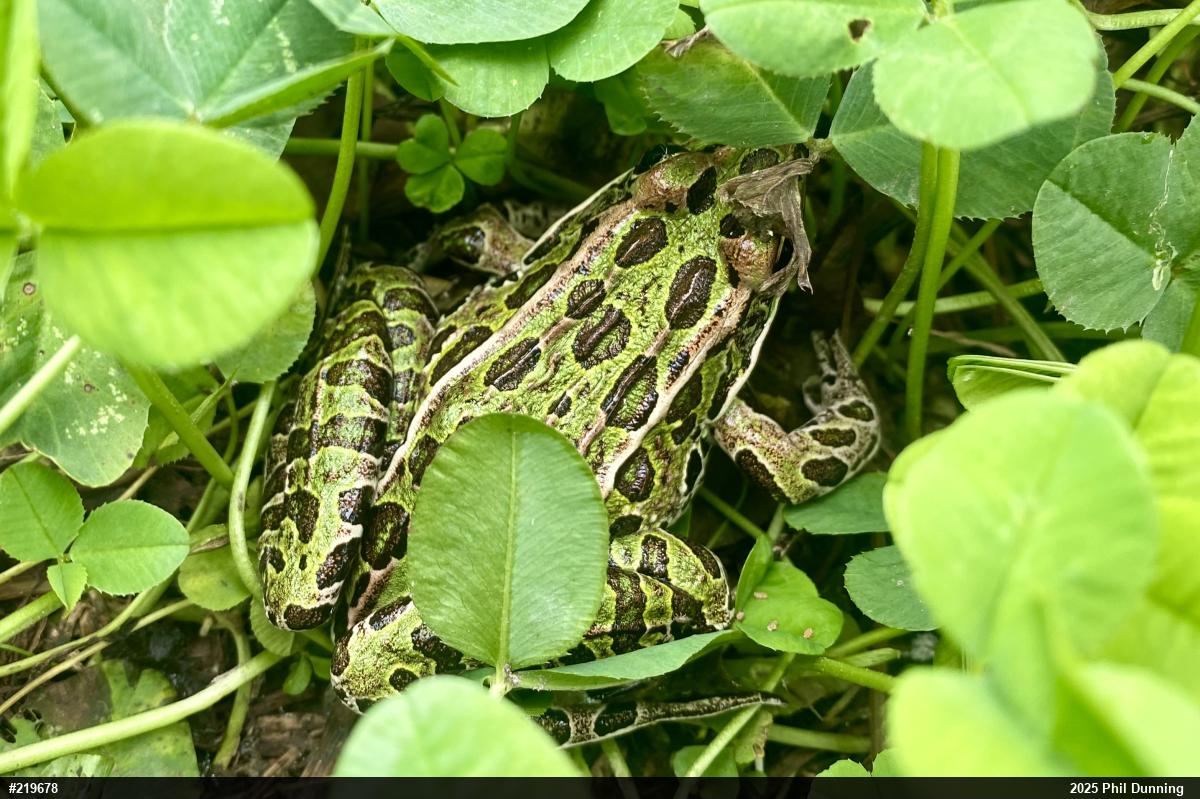 Northern Leopard Frog