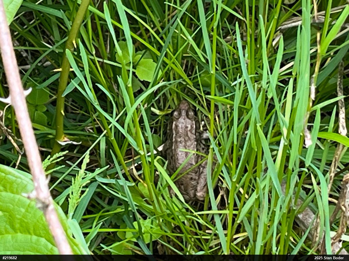 Green Frog
