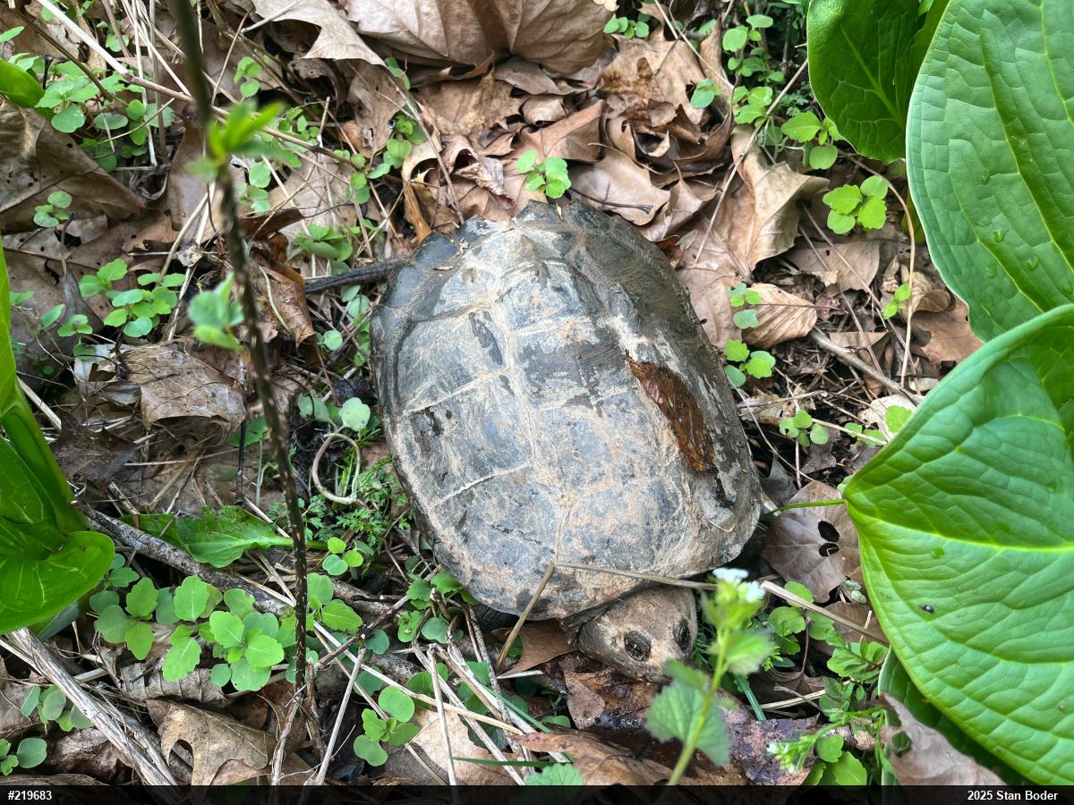 Snapping Turtle