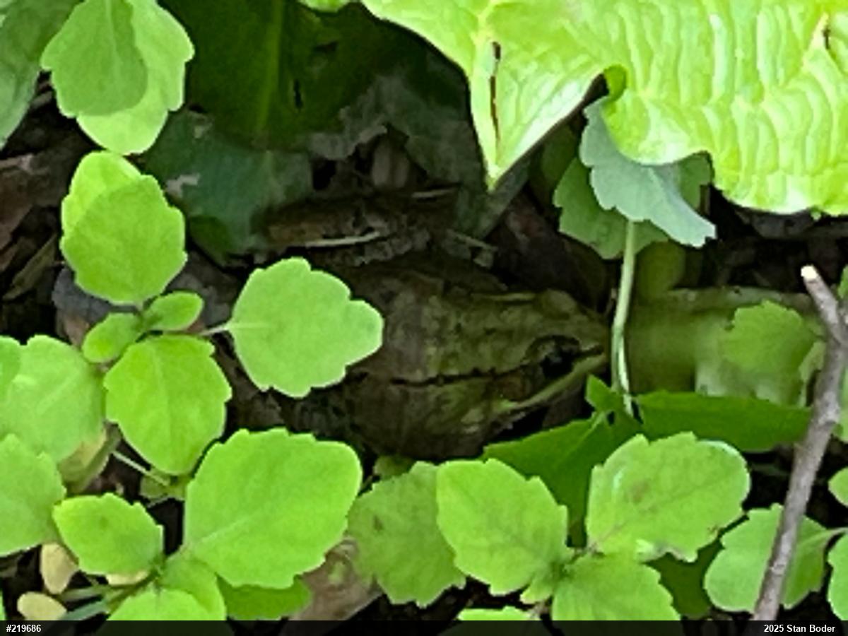 Green Frog