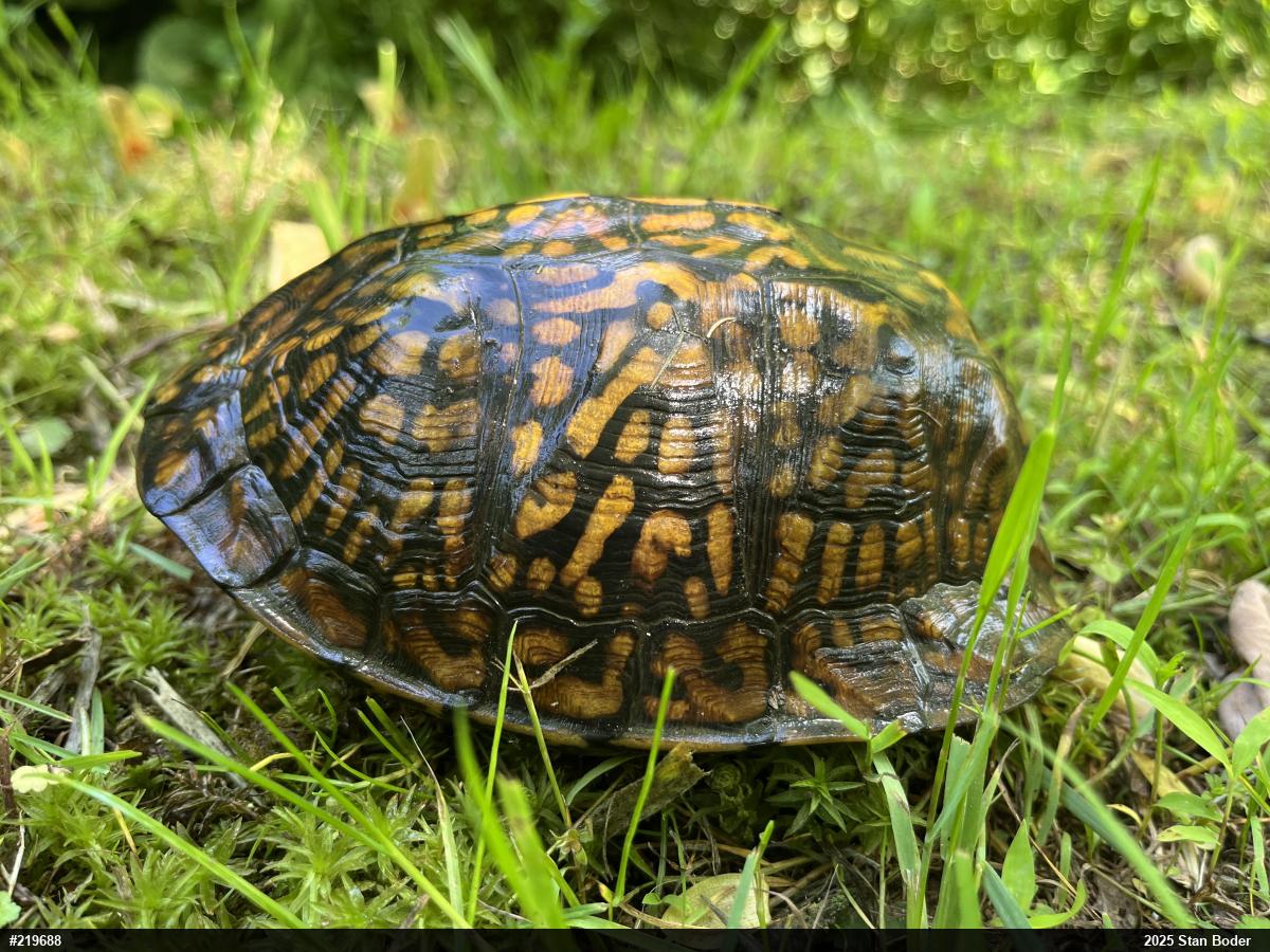 Eastern Box Turtle