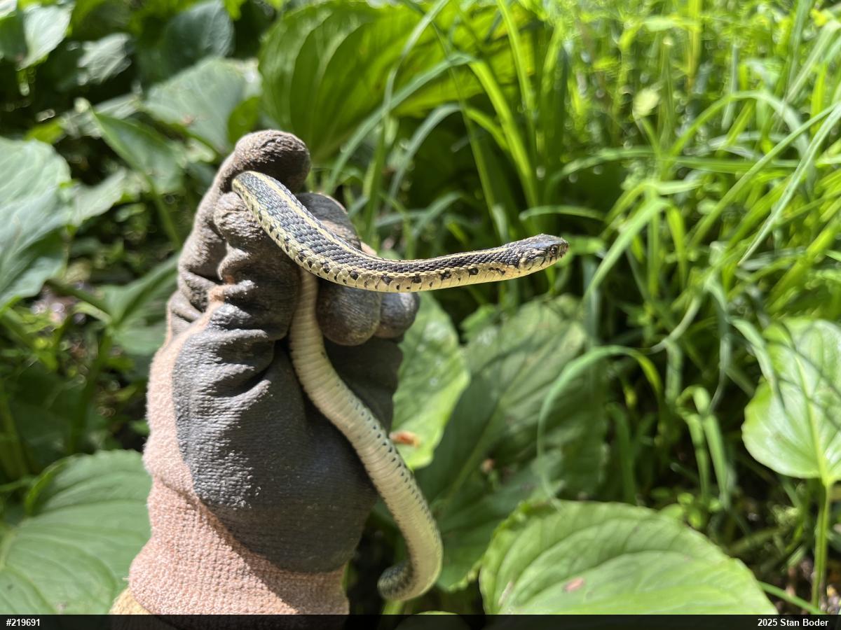 Eastern Gartersnake