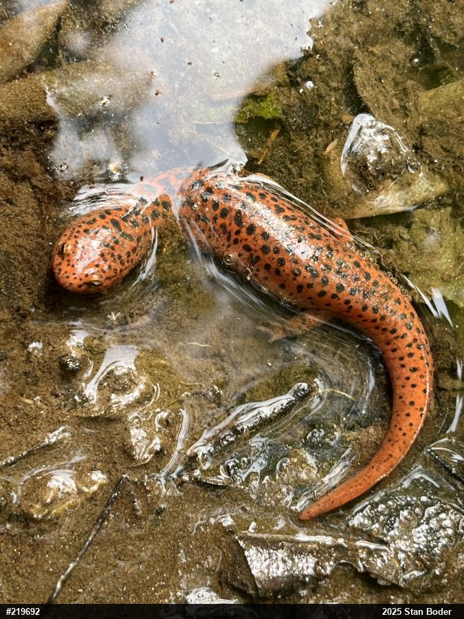 Northern Red Salamander