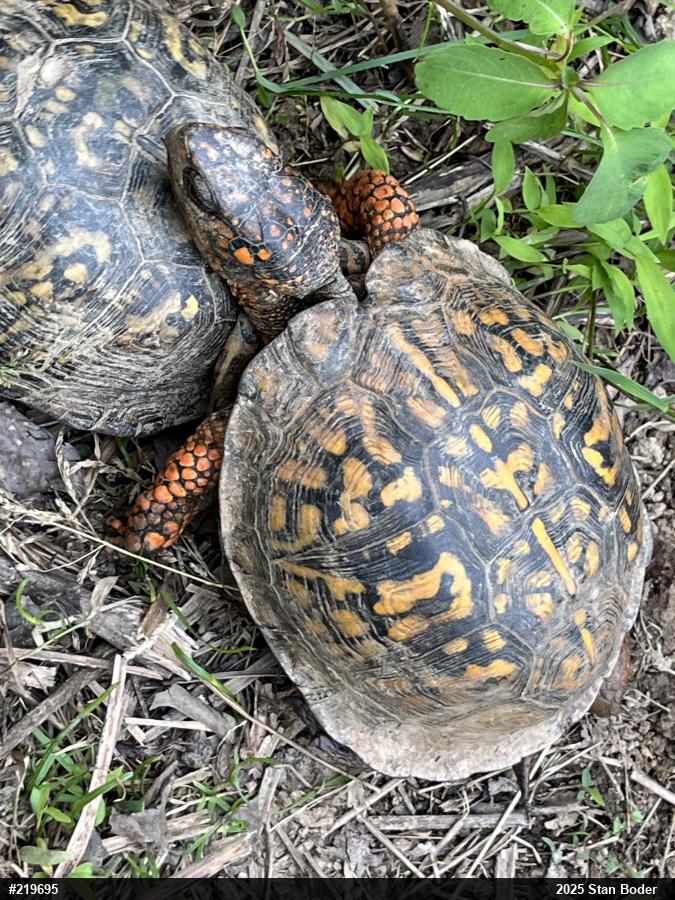 Eastern Box Turtle