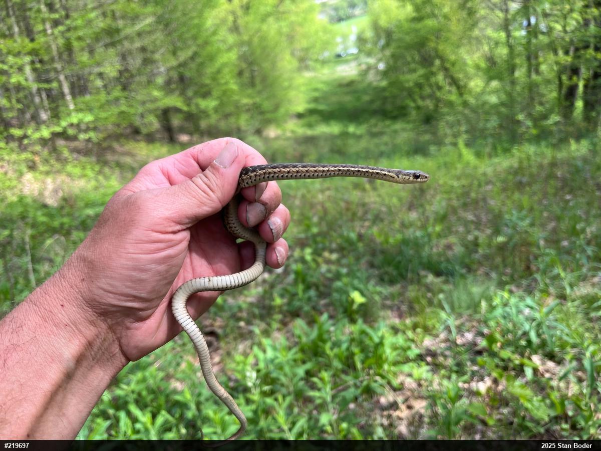 Eastern Gartersnake