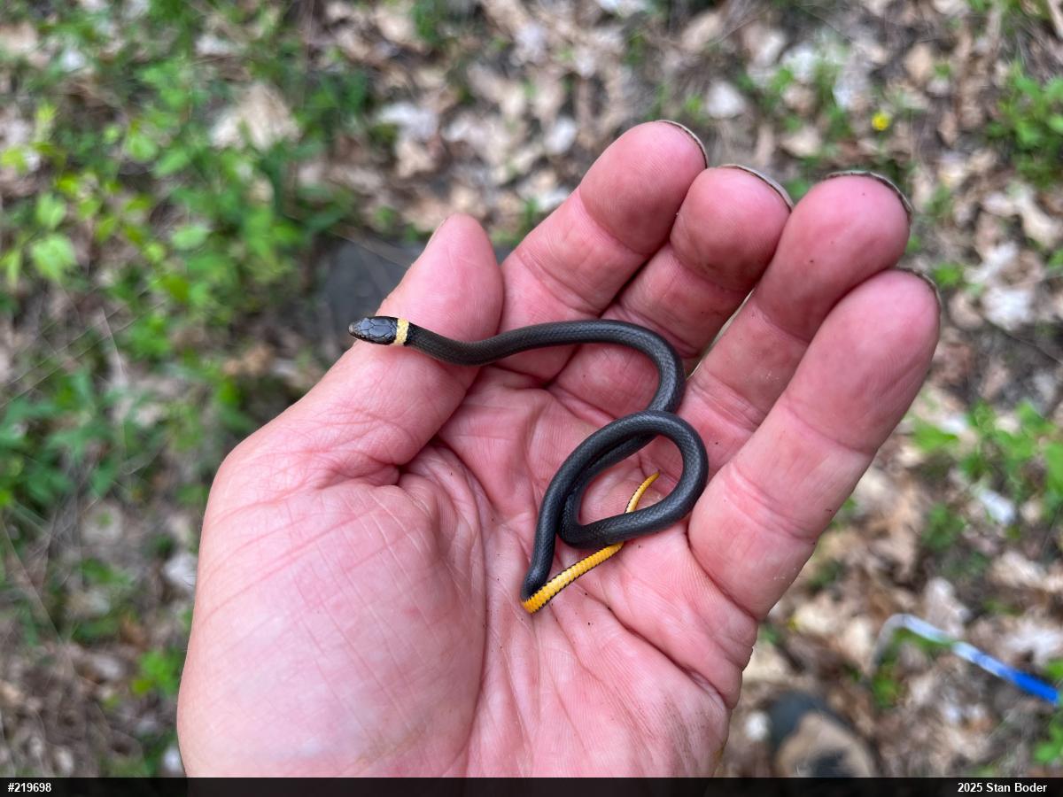 Northern Ring-necked Snake