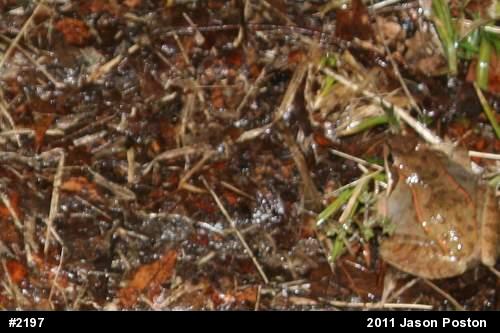 Wood Frog