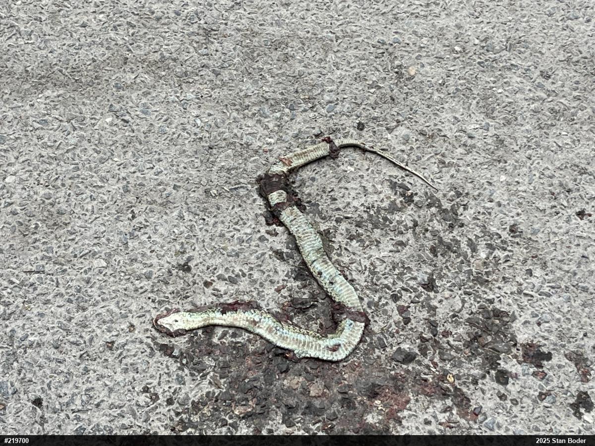 Eastern Gartersnake