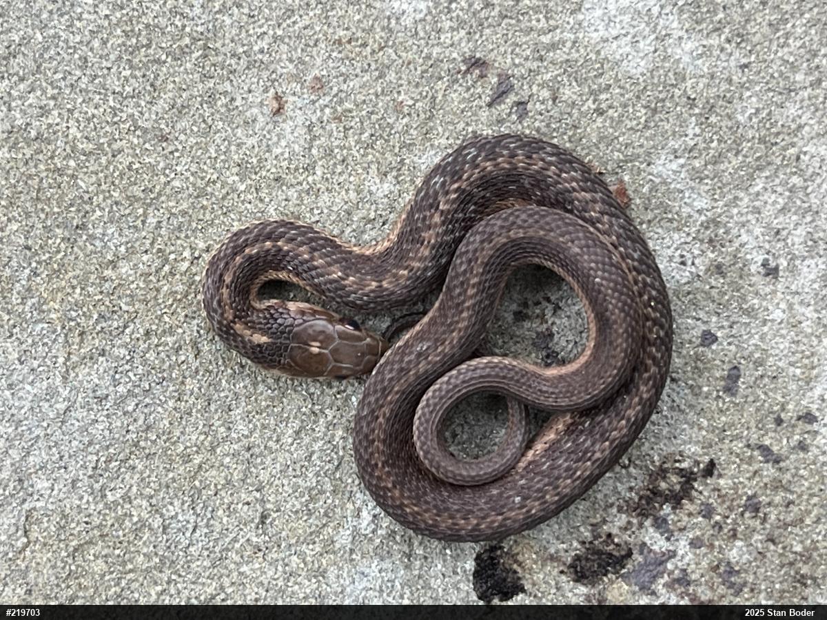 Eastern Gartersnake