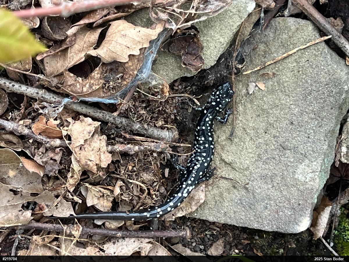 Northern Slimy Salamander