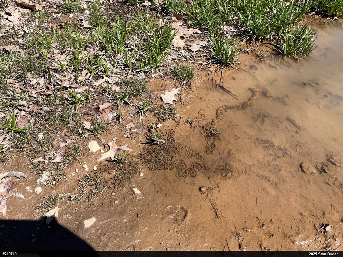 Eastern American Toad
