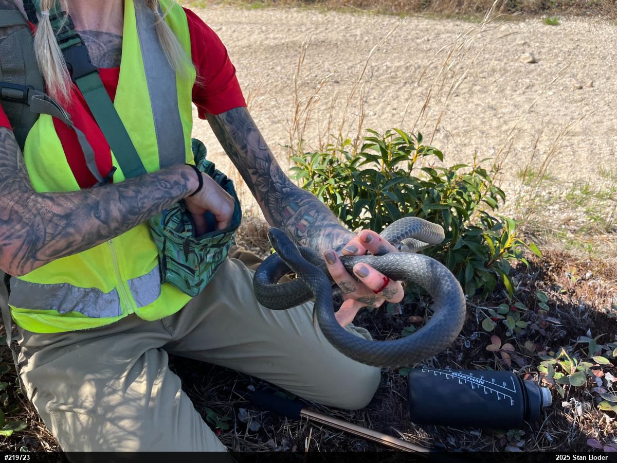Northern Black Racer