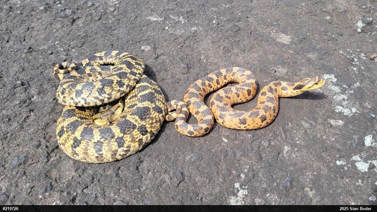 Eastern Hog-nosed Snake