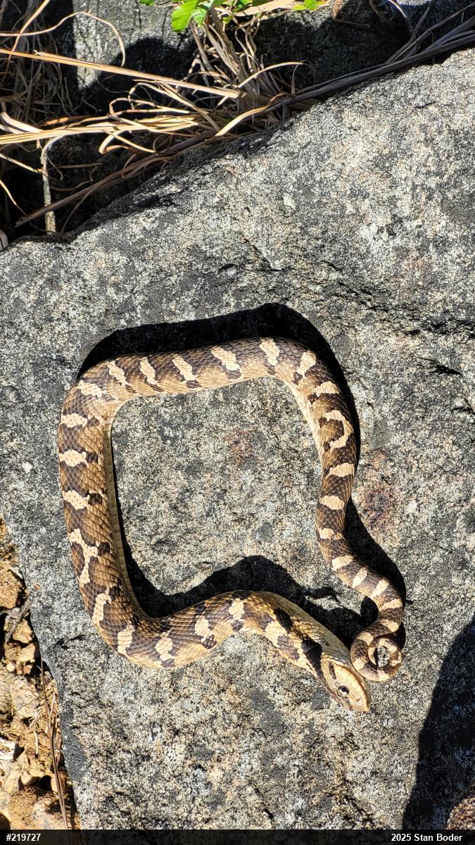 Eastern Hog-nosed Snake