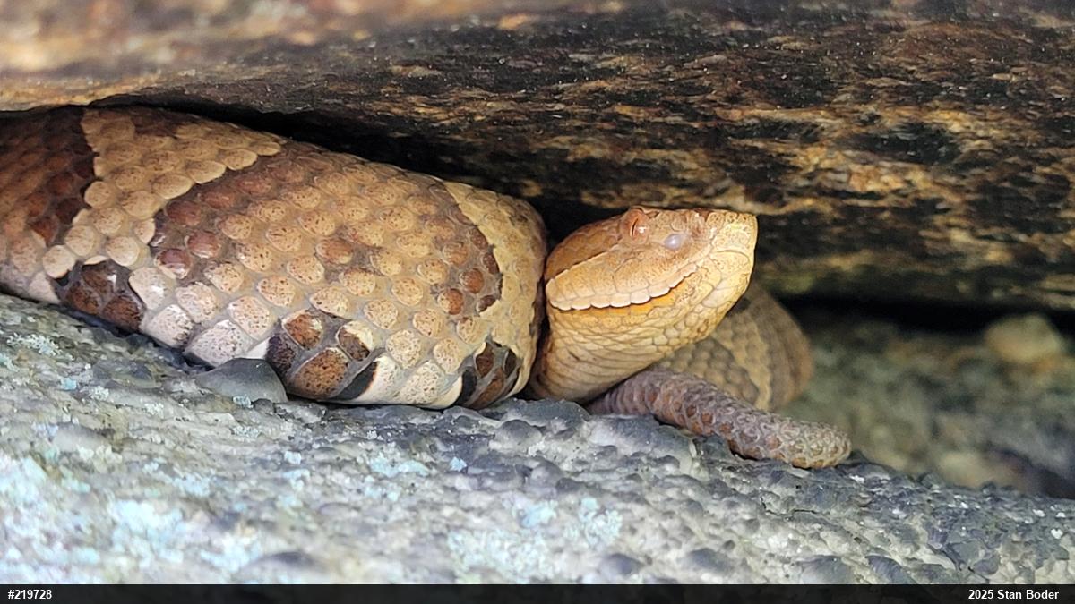 Northern Copperhead
