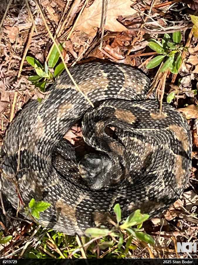 Timber Rattlesnake