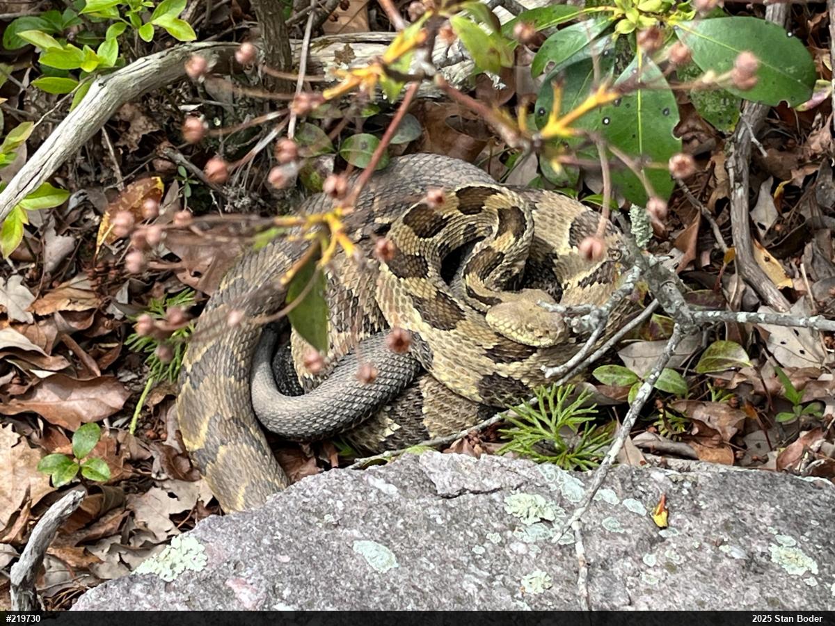 Timber Rattlesnake