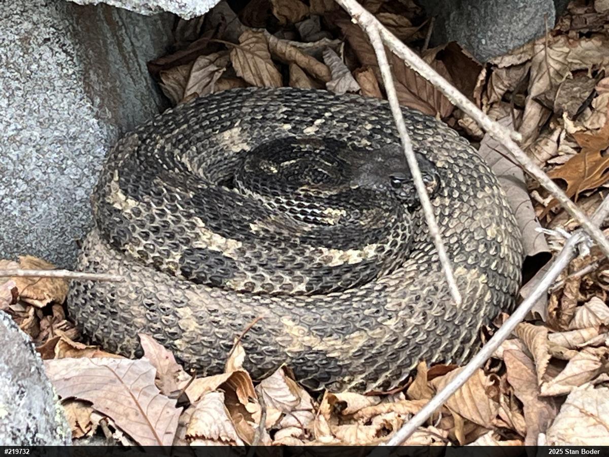 Timber Rattlesnake