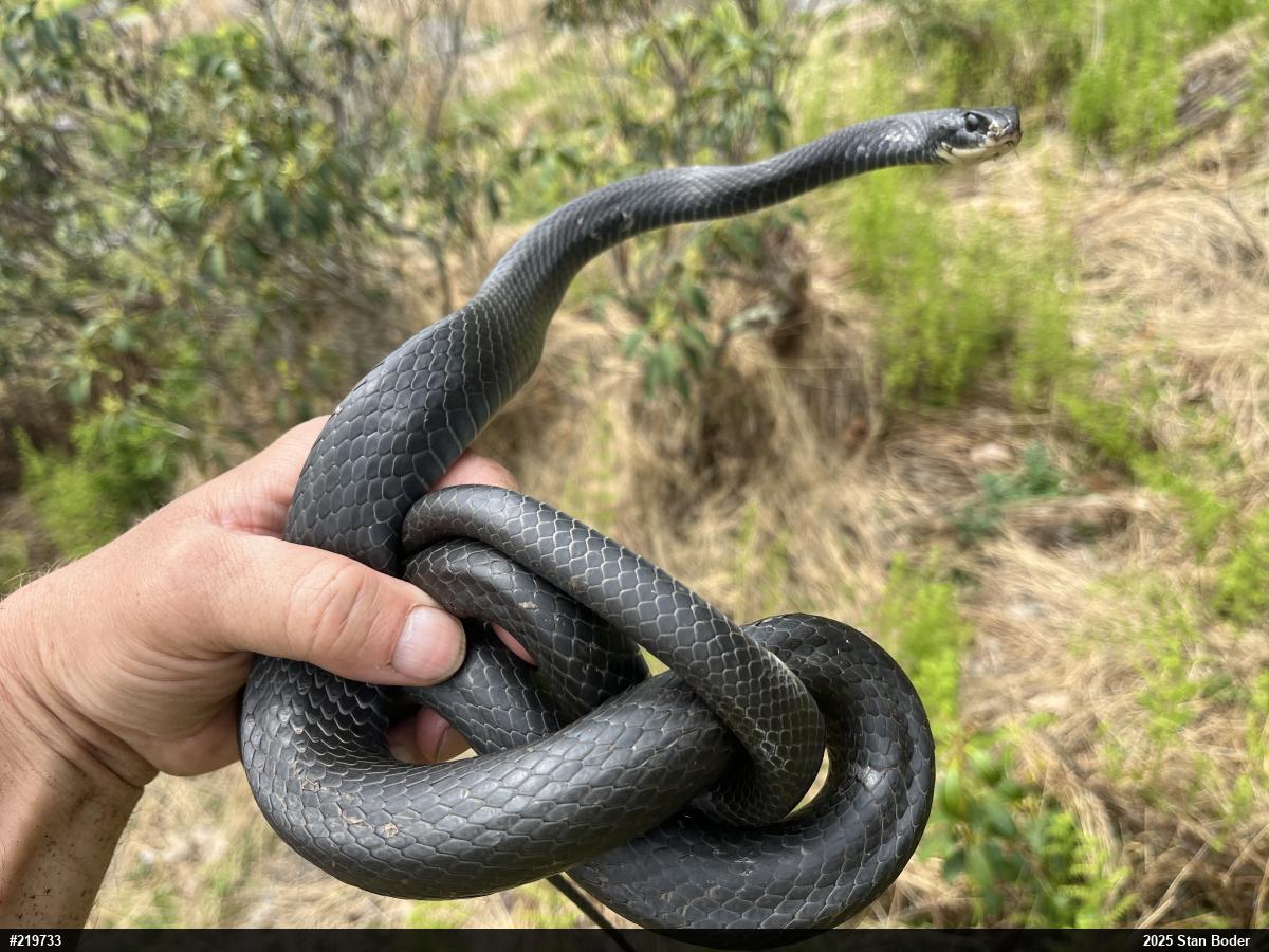 Northern Black Racer