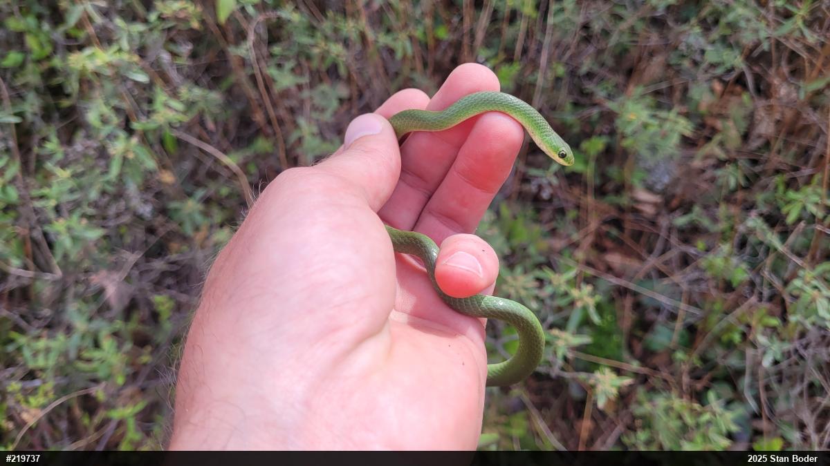 Smooth Greensnake
