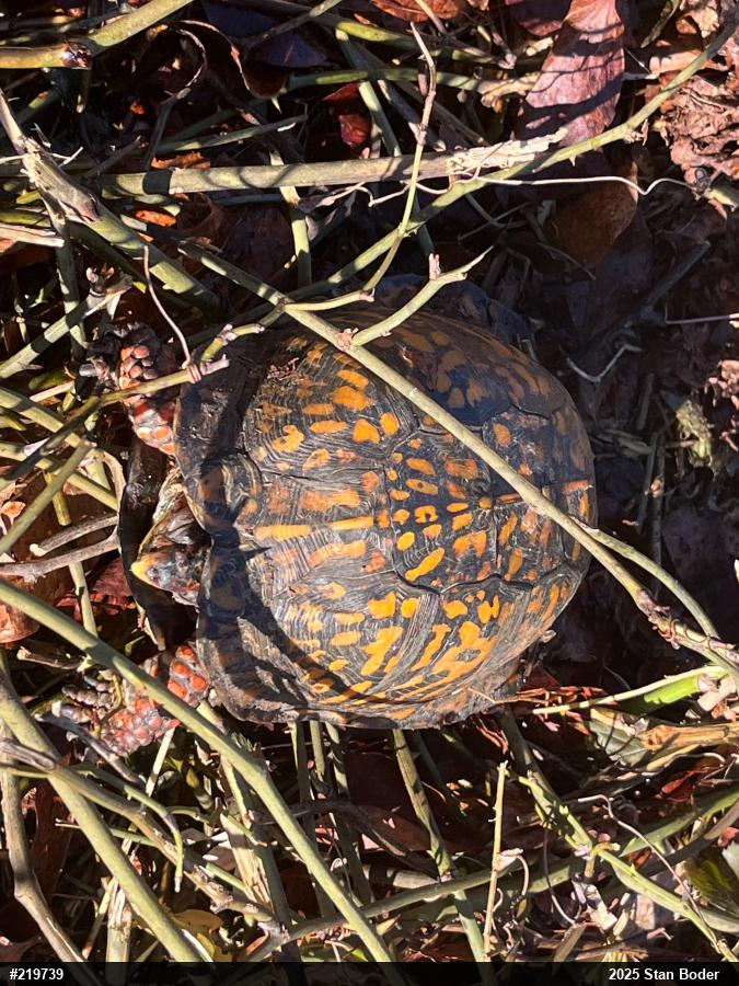 Eastern Box Turtle