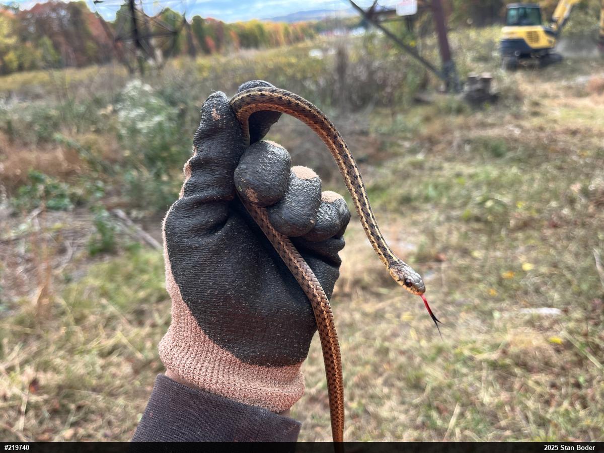 Eastern Gartersnake
