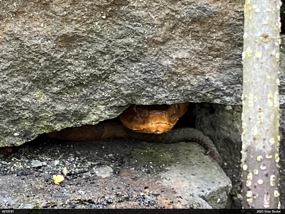 Northern Copperhead