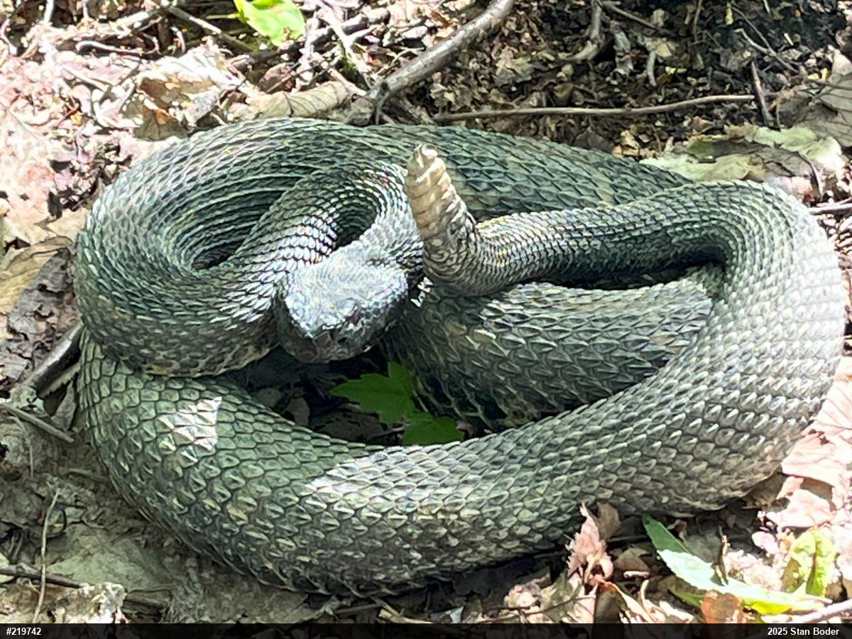Timber Rattlesnake
