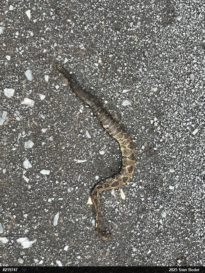 Timber Rattlesnake