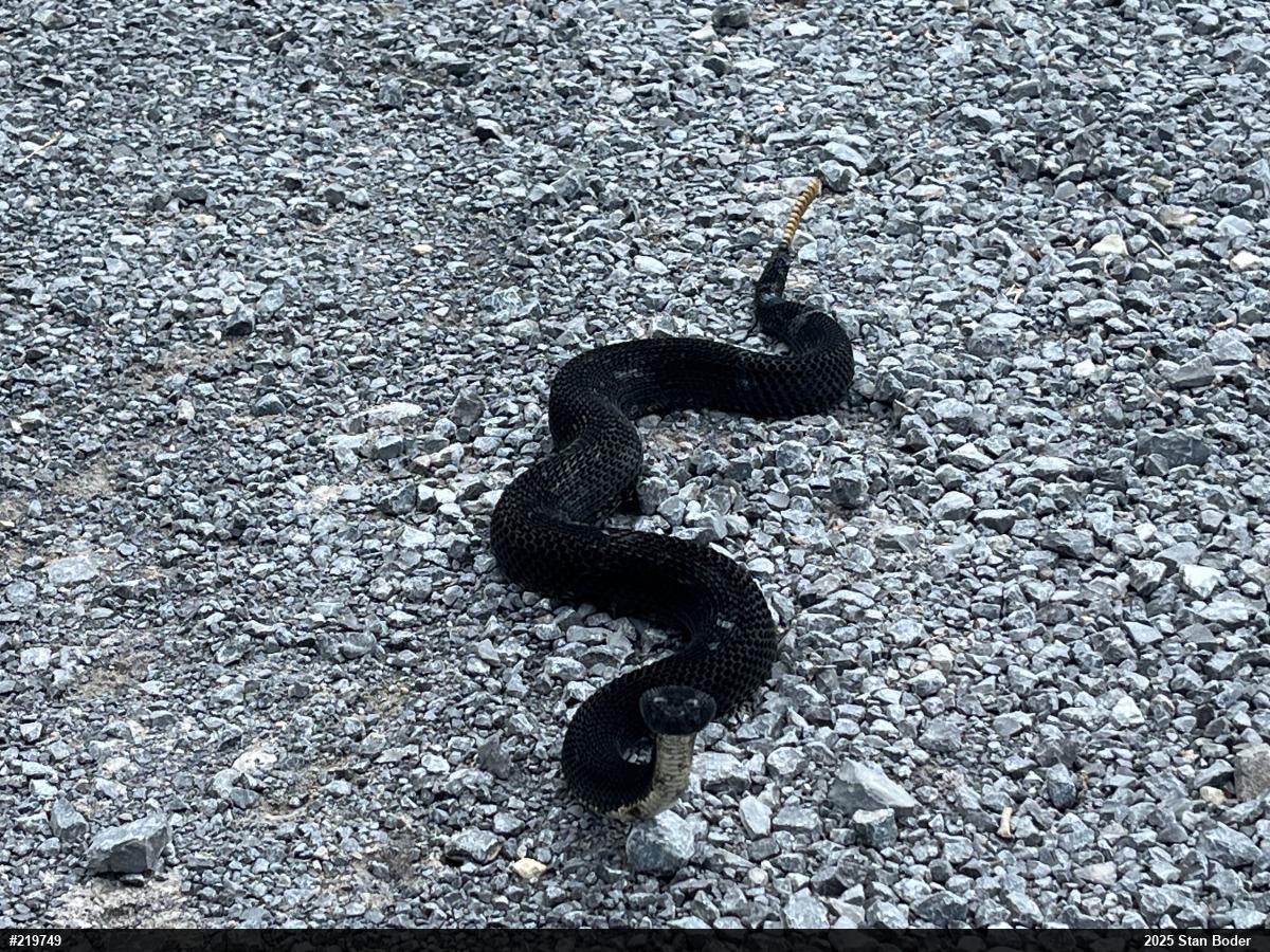 Timber Rattlesnake
