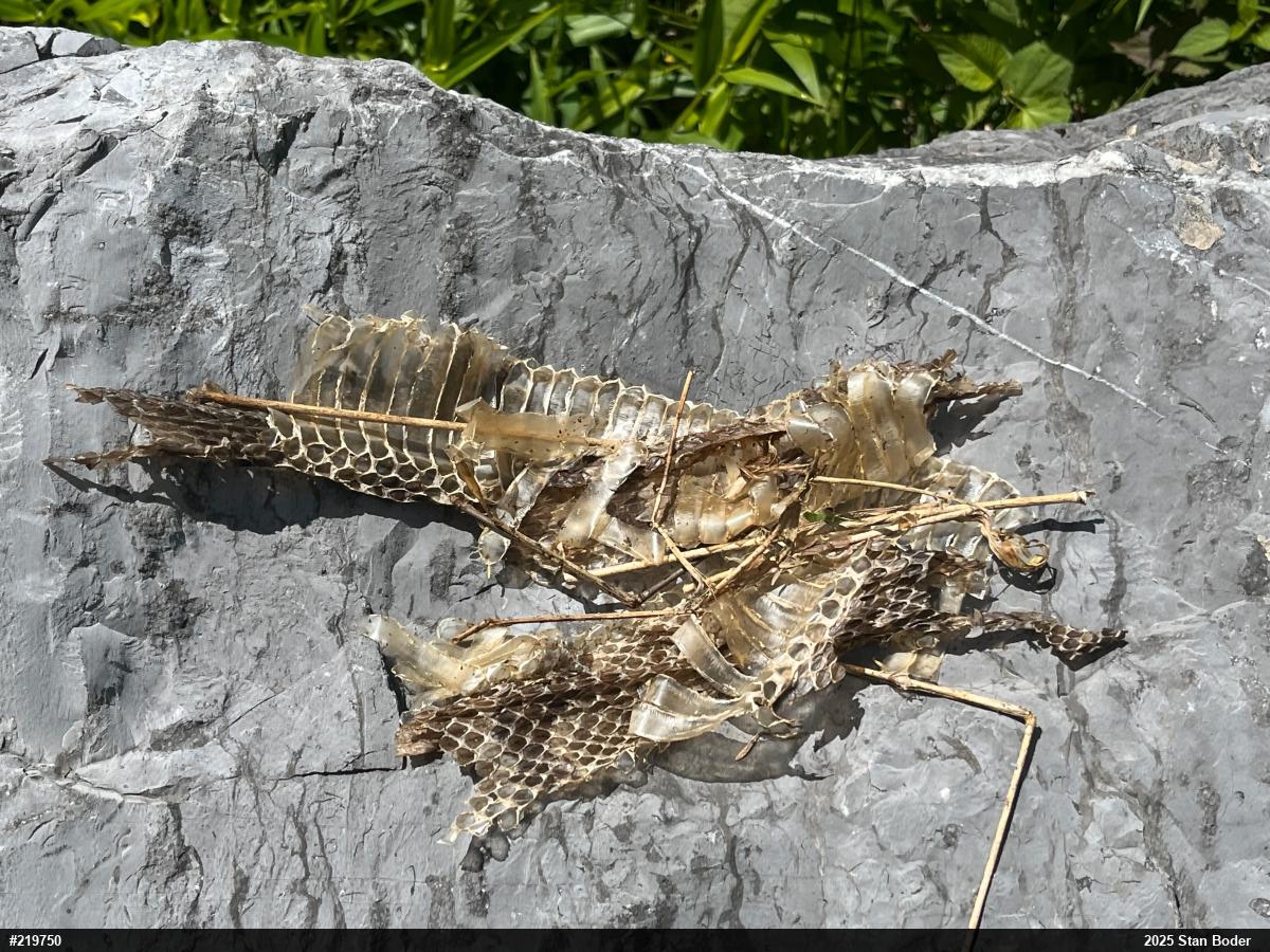 Timber Rattlesnake