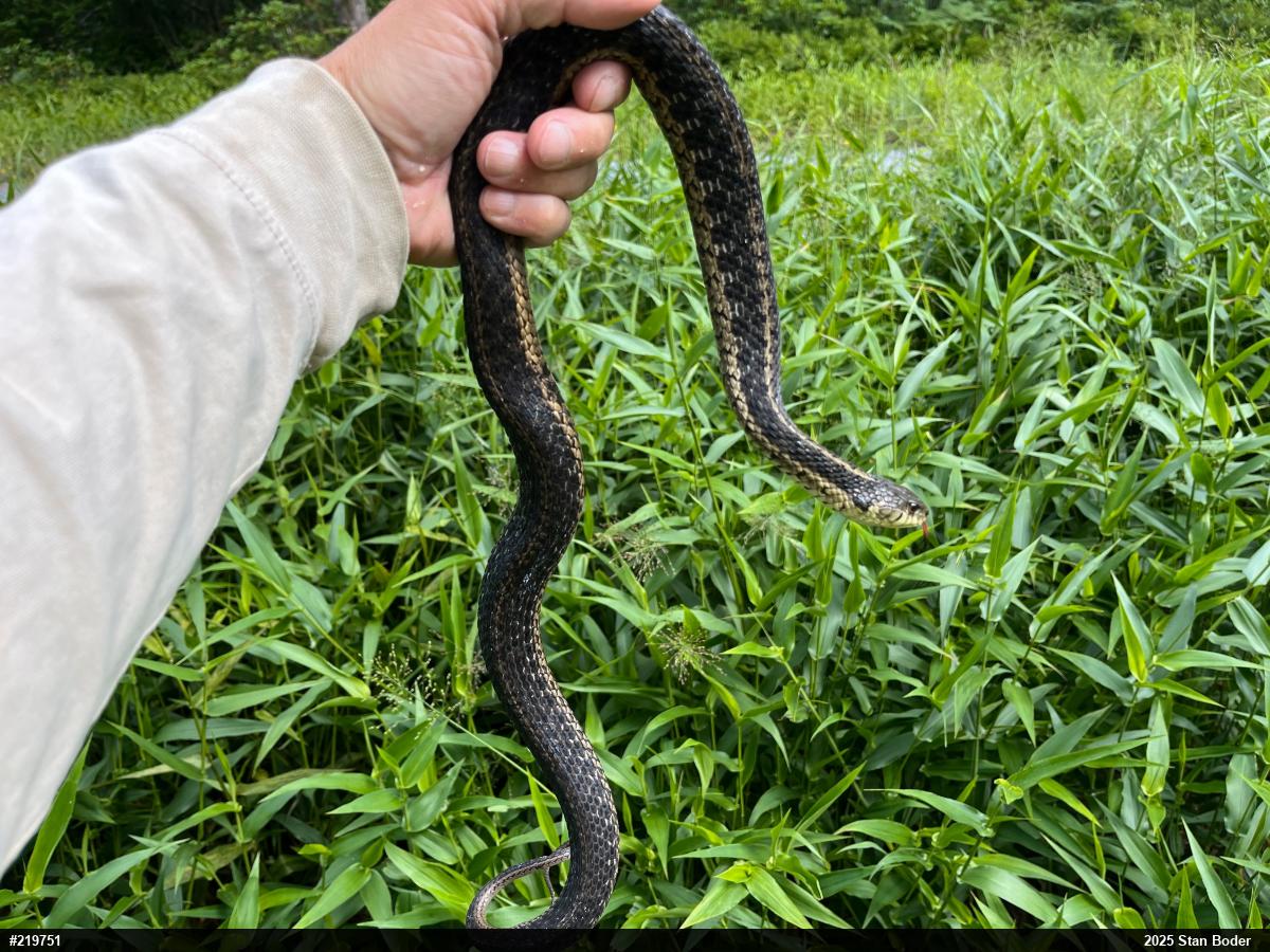 Eastern Gartersnake