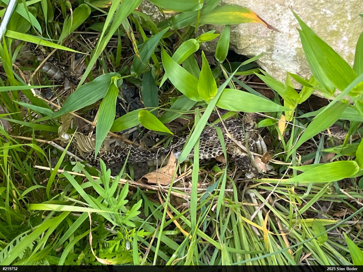 Timber Rattlesnake