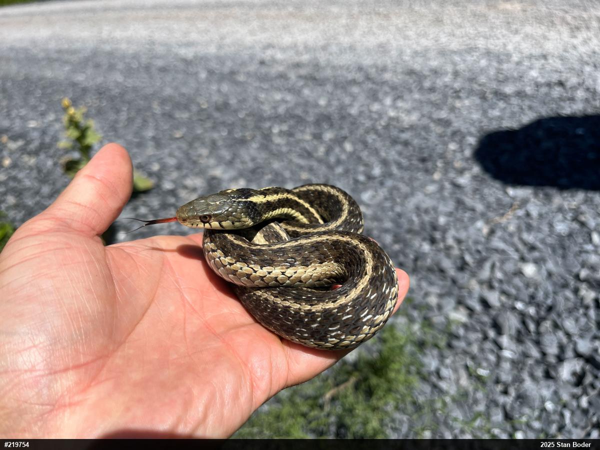 Eastern Gartersnake
