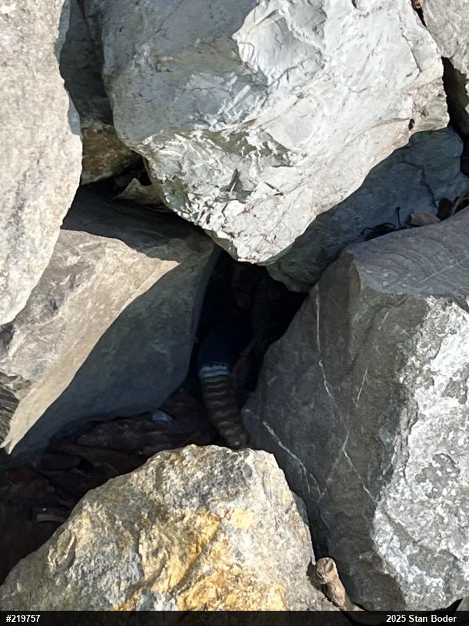 Timber Rattlesnake