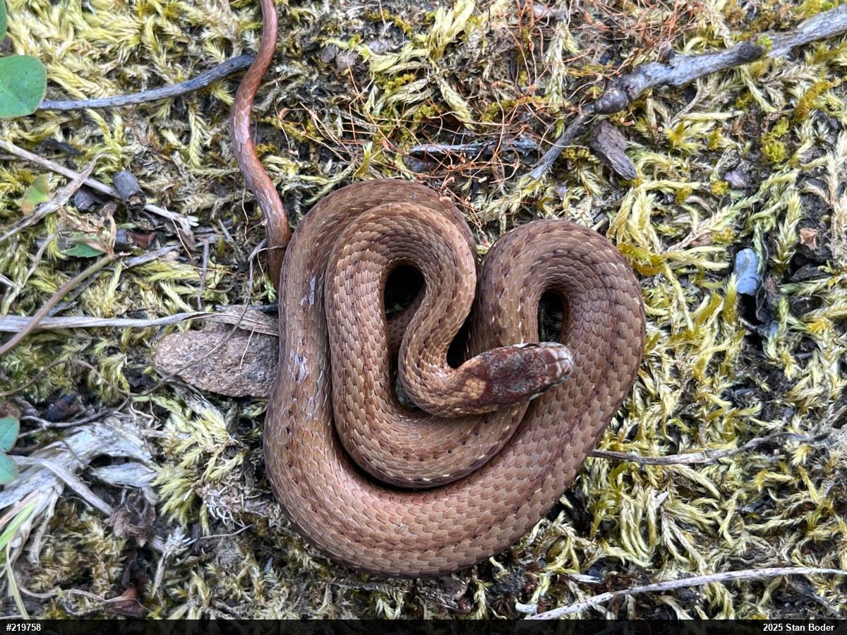 Red-bellied Snake