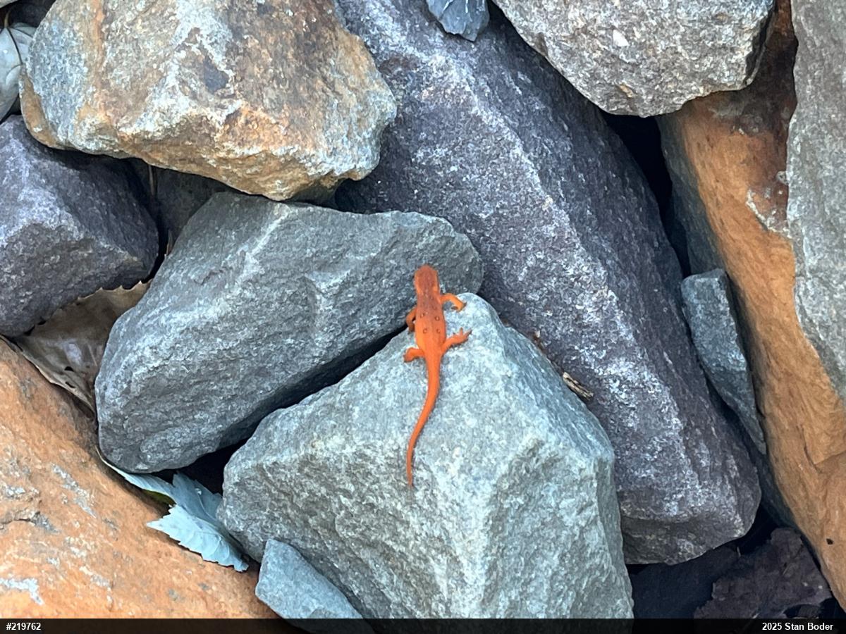 Red-spotted Newt