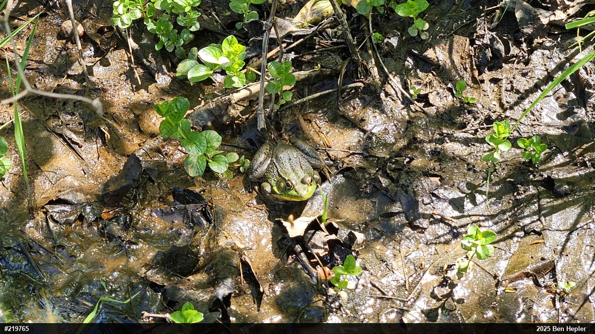 Green Frog