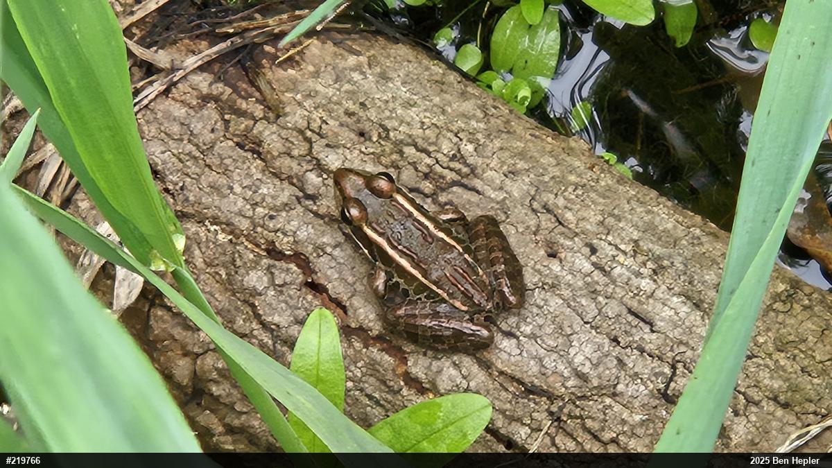 Pickerel Frog