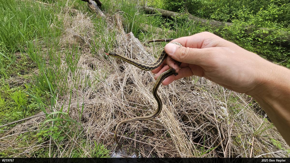 Eastern Gartersnake