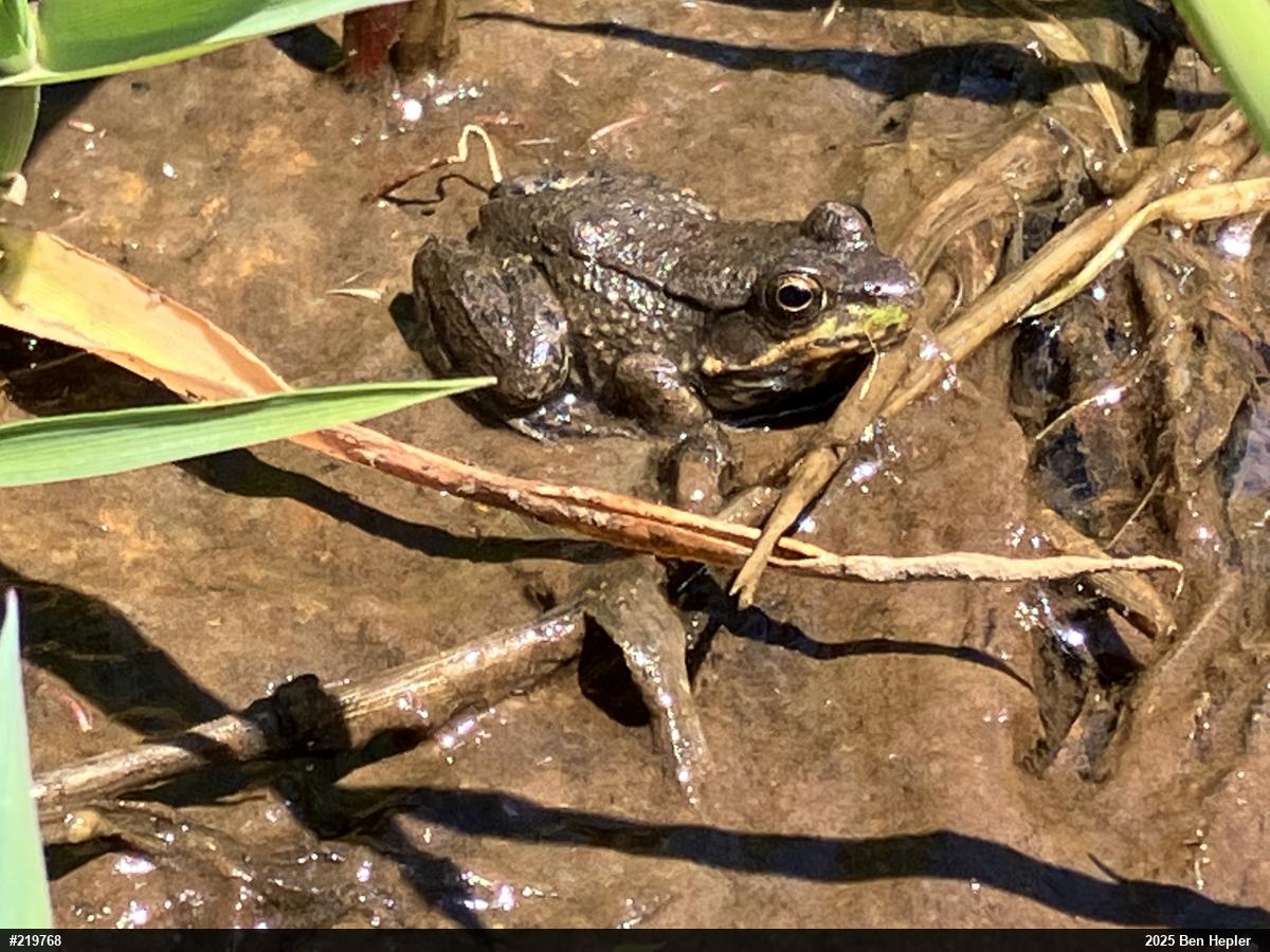 Green Frog