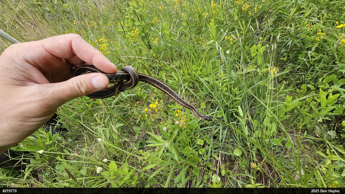 Eastern Gartersnake