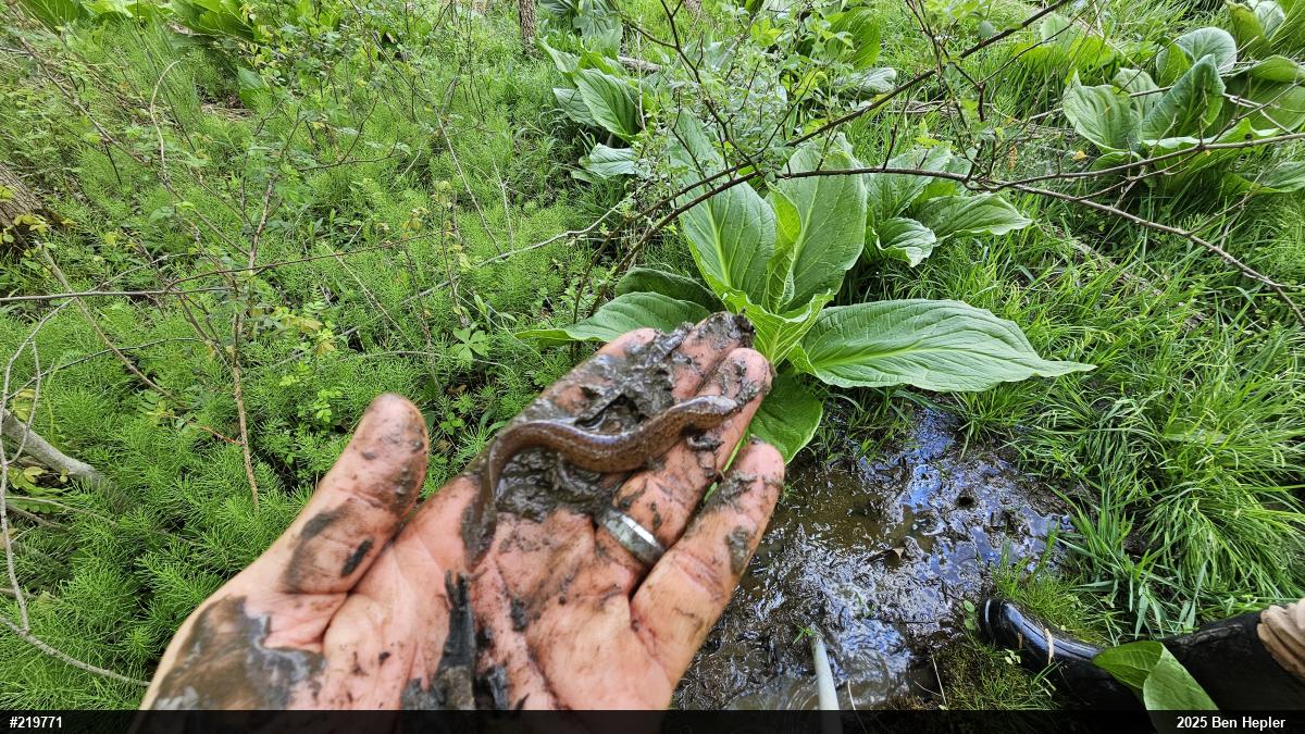 Northern Red Salamander