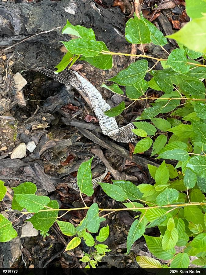 Timber Rattlesnake