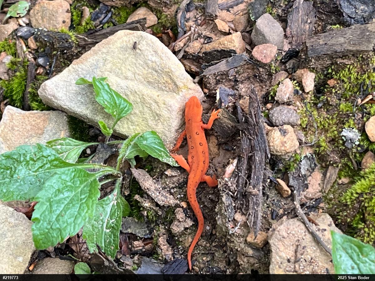 Red-spotted Newt