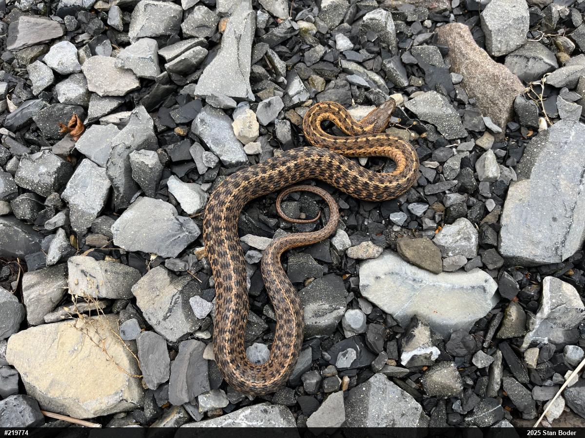 Eastern Gartersnake