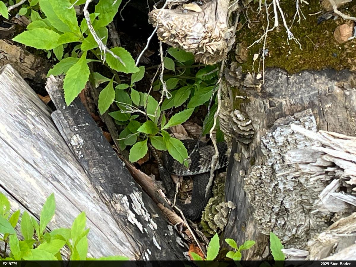 Timber Rattlesnake